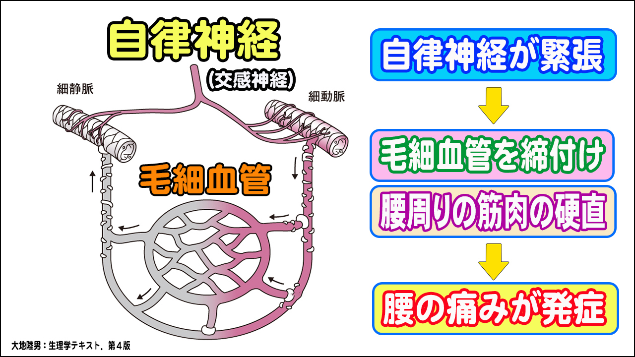 腰痛と自律神経 腰痛と自律神経
